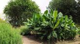 Der Weg führt auch an ein paar exotischen Bananenstauden vorbei.