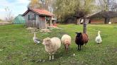 Hier teilen sich Schafe, Gänse und ein Pfau die Wiese.
