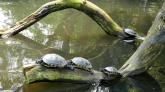 Diese Schildkröten stammen eigentlich aus Nordamerika.