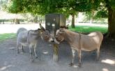 Die Esel wissen zwar wie der Futterautomat bedient wird, aber sie haben kein Geld.