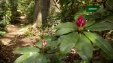 Diese leuchtend rote Rhododendron-Blüte trägt den Namen "Queen Mary"
