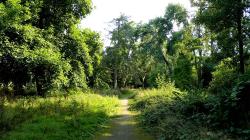 Der Selikumer Park ist ein richtiger Wald.