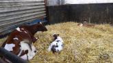 Die Kuh hat gerade zwei Kinder bekommen.